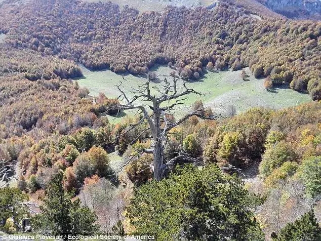 这棵欧洲最古老的树在意大利被发现了(图3)